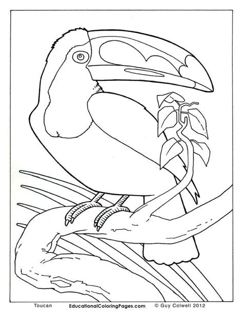 toucan color coloring home