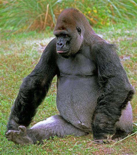 male silverback gorilla gorillatyred