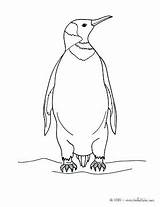 Getdrawings Penguins sketch template