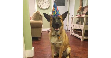 Tem Cachorro Comemorando Aniversário Por Aí Purebreak