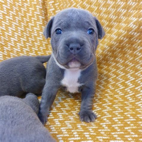 staffy pups blue staffordshire bull terrier puppies  sale kc