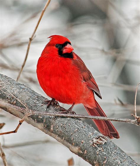 cardinal perched  branch phil haber photography
