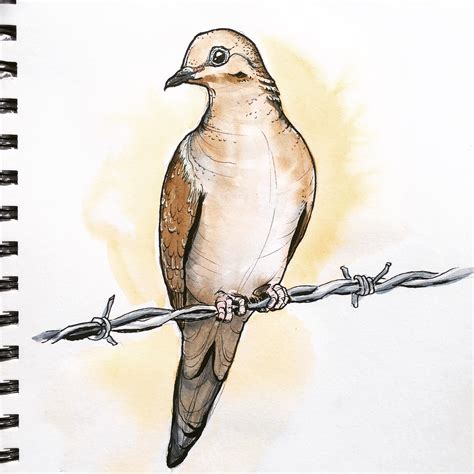 mourning dove   backyard bird sketchbook rwatercolor
