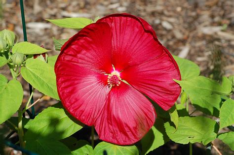 grow  care  hibiscus plants