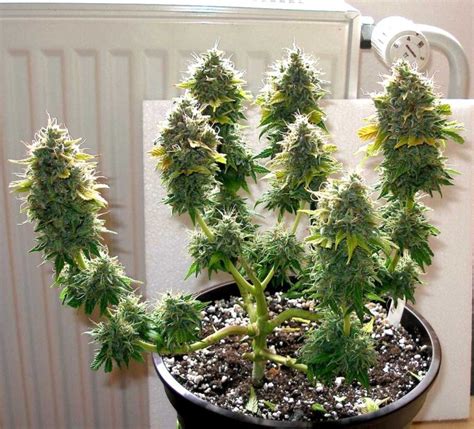 types  home growing cannabis techniques cannabis legale