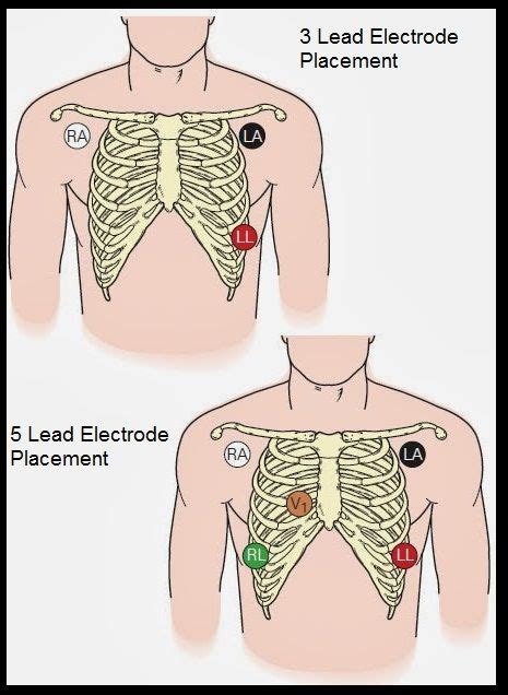 image     chest  labels   part   body