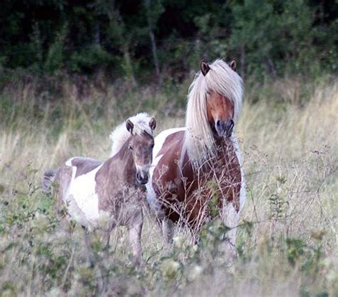 pinto icelandic horses