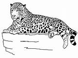 Coloring Animal Pages Print Kids Animals Colouring Printable Cheetah Jaguar sketch template