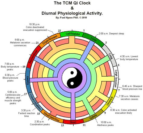 diurnal cycle tcm  radiance chinese medicine  wellness centre