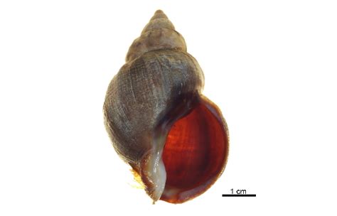 common whelk encyclopedia  life