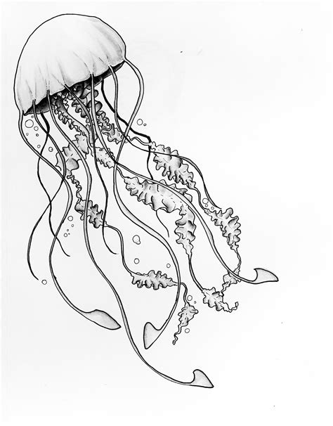 simple jellyfish drawing  paintingvalleycom explore collection