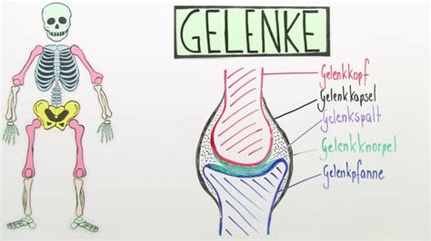 gelenke bau und typen biologie  lernen