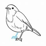 Robin Draw Drawing Easy Step Drawings Bird Tutorial Birds Easydrawingguides Leg Looking Choose Board Kids sketch template