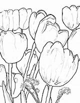 Scenic Coloring Holland Tulips Fringed Farm Color Designlooter 776px 71kb Kids sketch template