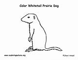 Prairie Dog Coloring Tailed Whitetail Exploringnature Prairiedog sketch template