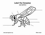 Honeybee Labeling Exploringnature sketch template