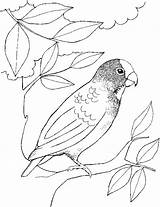 Disegni Uccelli Animali Perroquet Perroquets Colorare Coloriages Colora Colorier Greta Dei Bosco Delle Biz sketch template
