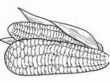 Cobs Corn Maize sketch template