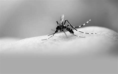 reportan disminución en casos de dengue en los últimos años gaceta udg