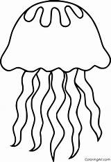 Jellyfish Coloringall Outline sketch template