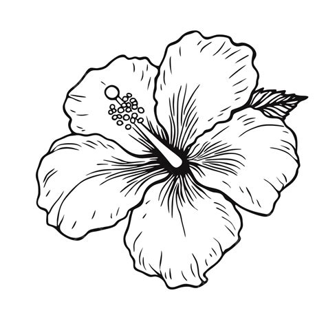 hibiscus flower outline  shown sketch drawing vector flower drawing