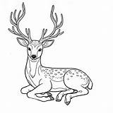 Pages Deer Coloring Printable Animals sketch template