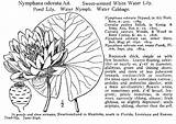 Nymphaea Odorata Merel sketch template