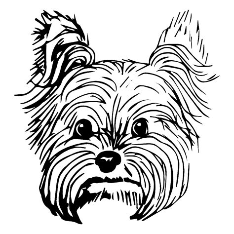 yorkie dog drawing    clipartmag