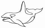 Killer Whale sketch template