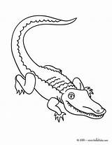 Coloring Alligator Preschool Pages Printable Easy Print sketch template