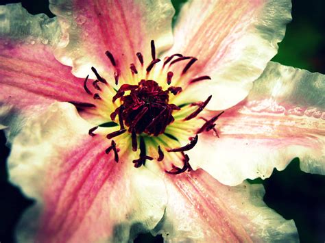 petal flower flickr photo sharing
