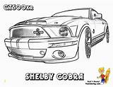 Coloring Shelby Mustang Pages Fierce Mustangs Bird Ford Cars Car Divyajanani sketch template