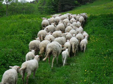 chateau bernard  troupeau de moutons attaque par plusieurs loups