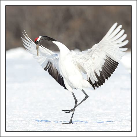 red crowned crane rossm flickr