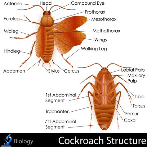 insect anatomy external anatomy  insects  picture internal insect anatomy