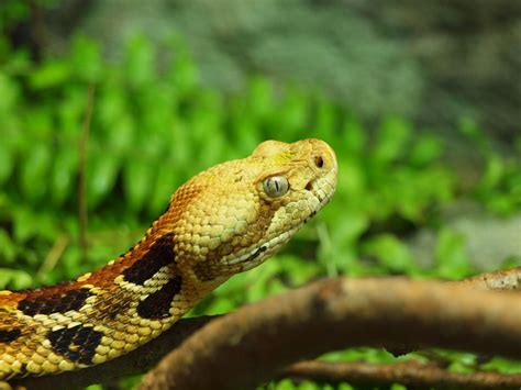 timber rattler  timber rattler   wisconsins  po flickr