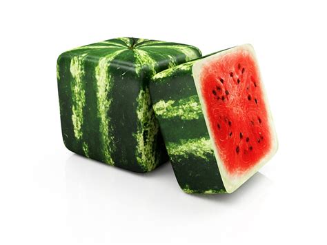 growing square watermelons information   watermelon grown square