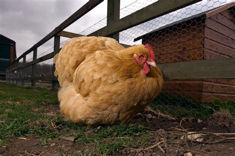 Whole Foods To Stop Selling Chickens So Big They Can T Walk Money
