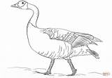 Goose Mewarnai Angsa Drawing Hewan Geese Birds Ducks Swans sketch template