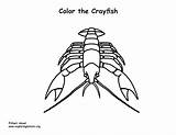 Crayfish Coloring Crawfish Pages Louisiana Cute Comments Template Coloringhome sketch template