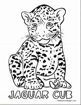 Jaguar Coloring Pages Animal Getcolorings Color sketch template