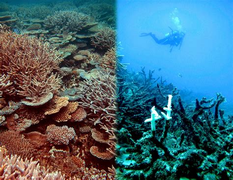 coral reefs   dead      year business news