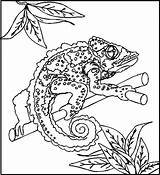 Reptile Reptiles Pintarcolorir Animais Chameleon Lizard Repteis Cameleon Camaleón Dibujos Reptil sketch template
