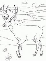 Coloring Pages Deer Printable Tailed Kids Buck Print Drawing Whitetail Doe Color Face Head Hunting Deers Bestcoloringpagesforkids Sheets Adult Step sketch template