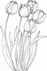 Tulpen Malvorlage Tulips Mandala Klicken sketch template