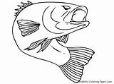 Fish Coloring Realistic Pages Bass sketch template