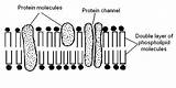 Membrane Plasma Worksheet Structure Labelled Answers Cell Protein Molecules Phospholipid Wikieducator Layer Channel Double sketch template