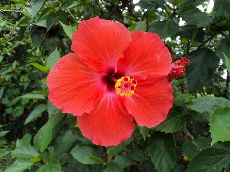 hibiscus flower pictures beautiful flowers