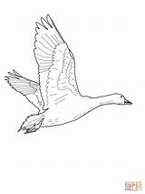 Goose Coloring Pages Flying Drawing Geese Printable Oie Nene Snow Baby Neiges Des Qui Color Coloriage Getdrawings Coloriages Drawings Imprimer sketch template