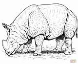 Rinoceronte Indio Selvagem Africano Badak Indiano Selvagens Mewarnai sketch template